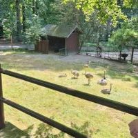 Wyjazd do ZOO Ostrava (4)