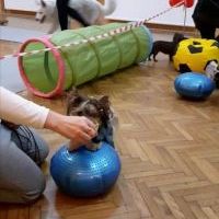 Psie zajęcia w Świetlicy Wiejskiej w Odrze (7)